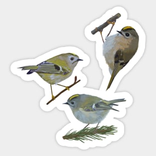 Kinglets Sticker